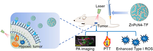 Transferrin-Mediated Nanophotosensitizer to Enhance Phototherapy with Photoacoustic Imaging Under Hypoxia chinesechemsoc.org/doi/10.31635/c… 

#chemistry #openaccess #science #chemtwitter