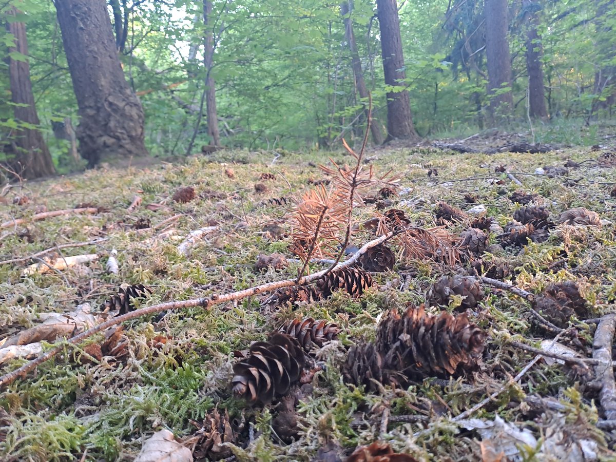 Kriegback's tweet image. There is less than 25 metres between these two images.
Note the fine mist created by the moss in the last rays of the sun.
#IDF #iledefrance #pinaceae #picea #pix #épicéa #épices #spices #épinette #épine #spruce #Pruce #Prusse #Prussia #forêt #forest #arbre #tree #mousse #moss