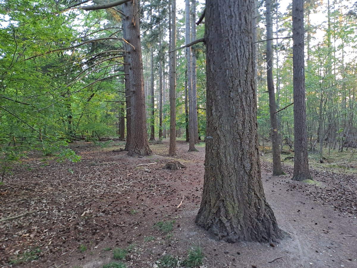 Kriegback's tweet image. There is less than 25 metres between these two images.
Note the fine mist created by the moss in the last rays of the sun.
#IDF #iledefrance #pinaceae #picea #pix #épicéa #épices #spices #épinette #épine #spruce #Pruce #Prusse #Prussia #forêt #forest #arbre #tree #mousse #moss