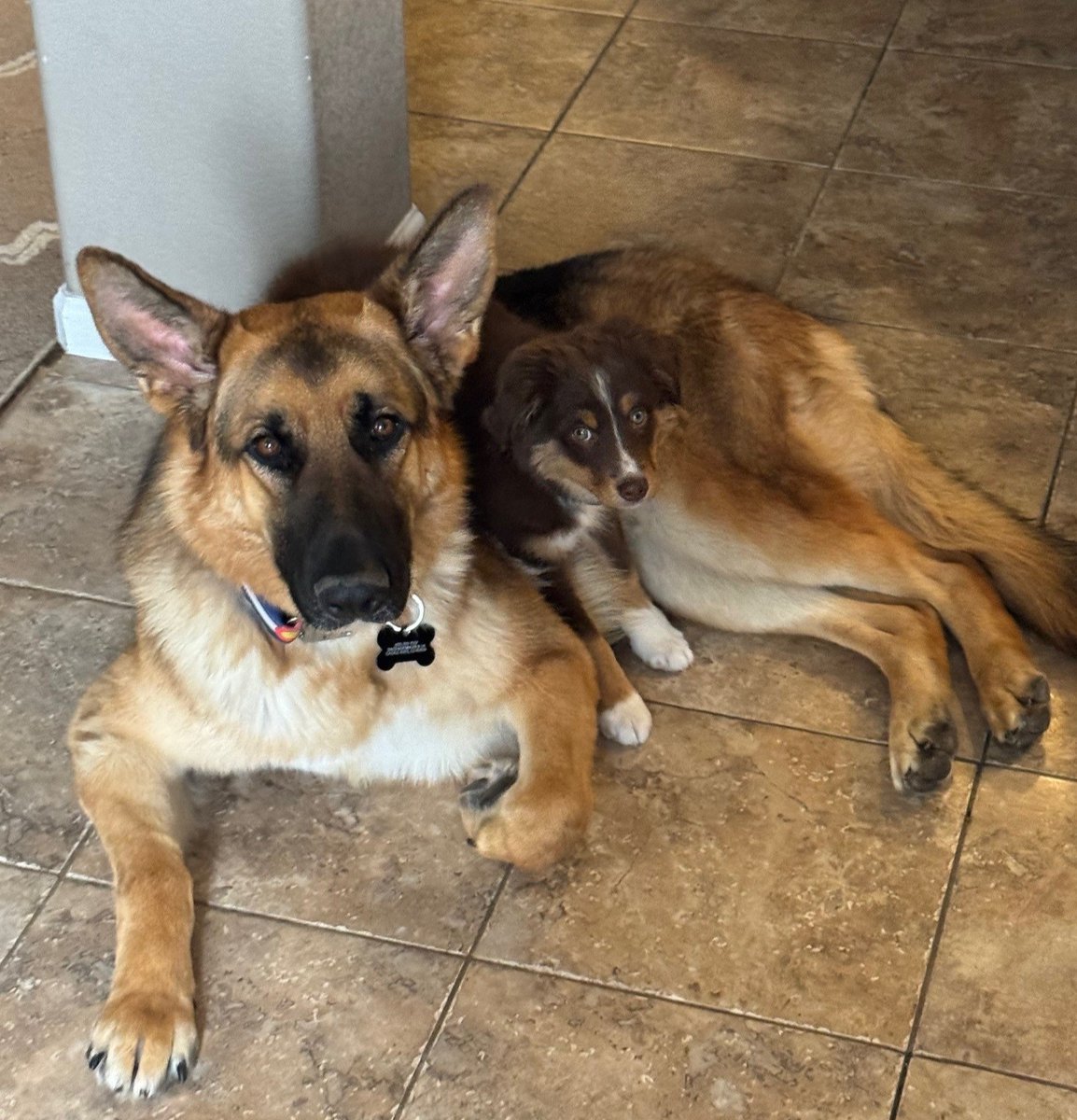 Denver Animal Shelter tweet media