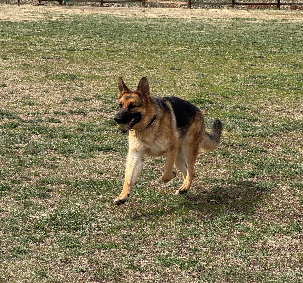 Denver Animal Shelter tweet media