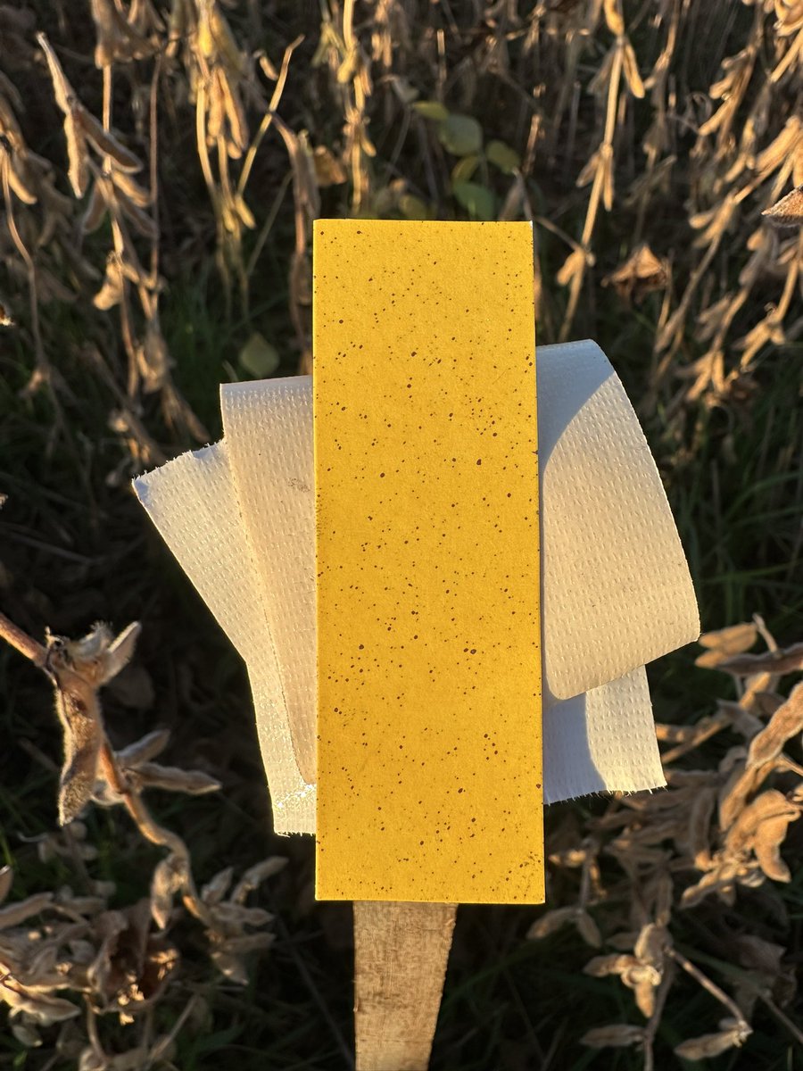 Nicolás Diez tweet media