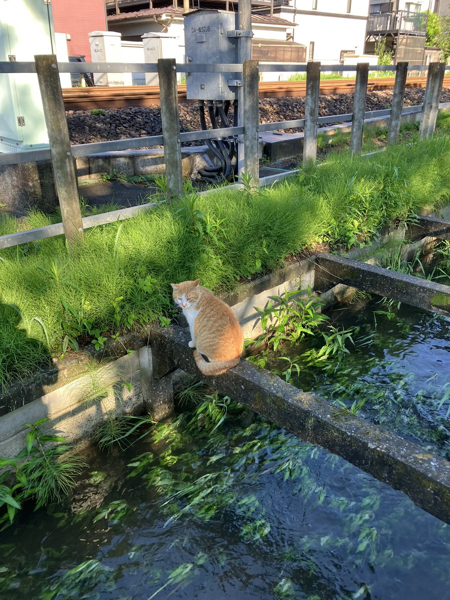 おはようございます♪ 
今朝は清々しく天気も良い☀️
また、今朝も通勤途中に茶トラちゃんに
遭遇❤️
声を掛けて近いたら用水路に逃げちゃった😭
怖がらせてごめんね🙏

#茶トラ　#用水路