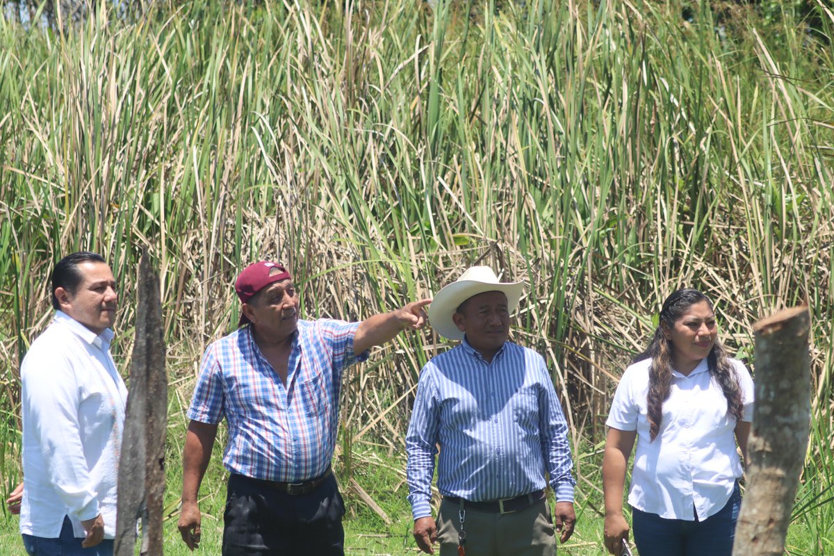 JohnnyMRegidor's tweet photo. Sostuve encuentro con productores de la zona Yokotan del Ejido “José G. Asmitia”. Acompañado de la directora de Asuntos Indígenas del ayuntamiento de Centro Lucero Hipólito Hernández, realizamos recorrido de supervisión en el que recibimos peticiones a las que daremos seguimiento https://t.co/9yXxkZN7tH