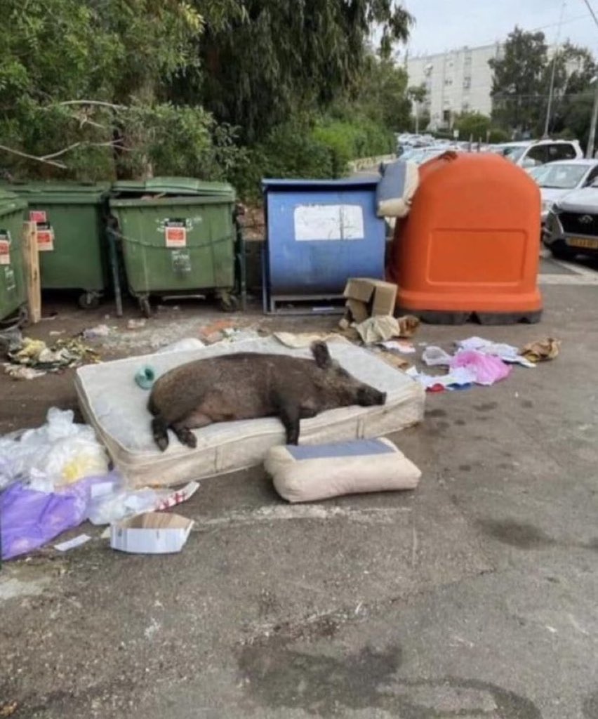 Folmedillo's tweet photo. @sanchezcastejon he dejado a mi perro durmiendo en los contenedores de la entrada de la Moncloa para que te cace por el olor cuando salgas esta noche https://t.co/Tracm2svzh