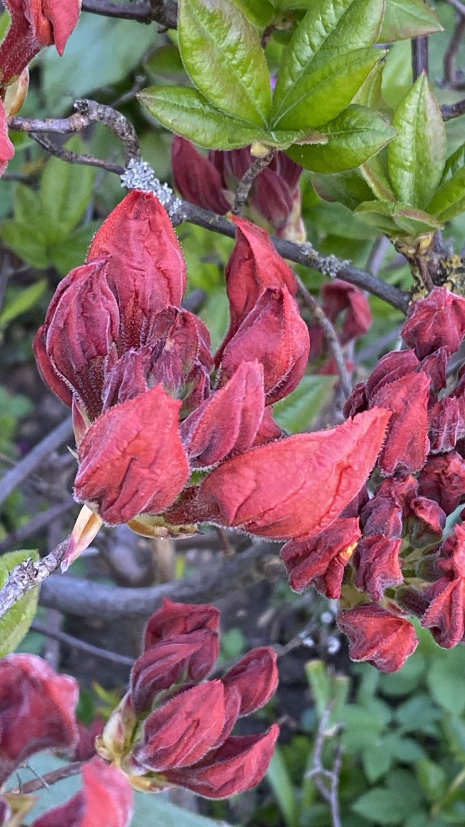 funnyson30's tweet photo. Floraler Montagsgruß #April #Flora #Azalee #Rhododendron https://t.co/DA0POPxitW