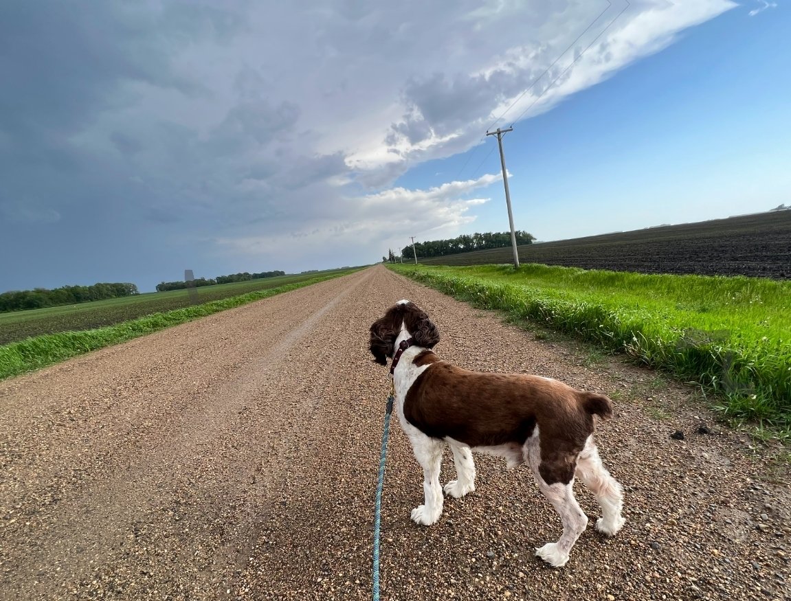 RyanKellyWx's tweet photo. On Saturday I had to say goodbye to my 16 year old dog, Bruno. He was my best friend, storm chasing partner and hiking buddy. Moving forward without him will be incredibly difficult but I know he will still be with me on every adventure. Love you forever Bruno ❤️ https://t.co/Bsioyue1pM