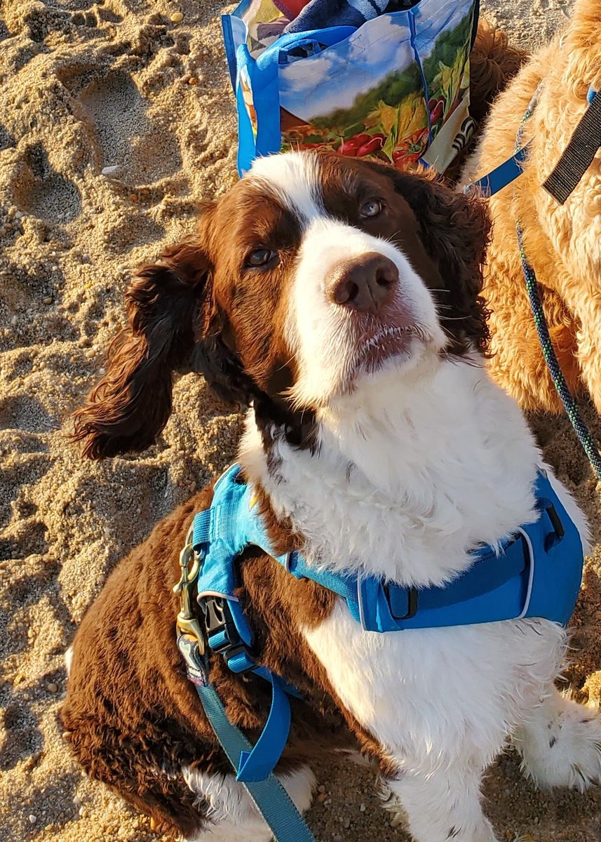 RyanKellyWx's tweet photo. On Saturday I had to say goodbye to my 16 year old dog, Bruno. He was my best friend, storm chasing partner and hiking buddy. Moving forward without him will be incredibly difficult but I know he will still be with me on every adventure. Love you forever Bruno ❤️ https://t.co/Bsioyue1pM