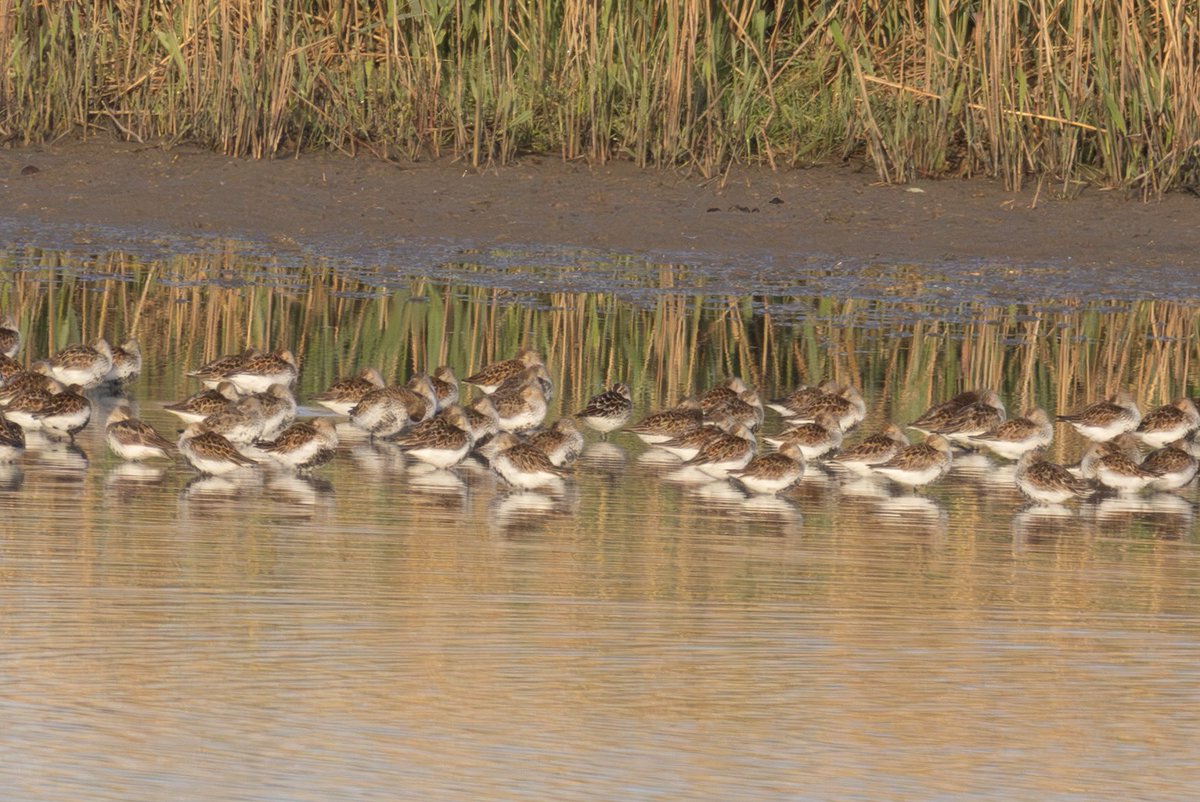 Great to see the broad billed sandpiper at goldcliff pools on Sunday. Really nice looking bird and a very welcome lifer

<a href="/RareBirdAlertUK/">RareBirdAlertUK</a> <a href="/BirdGuides/">BirdGuides</a> #BirdsSeenIn2025