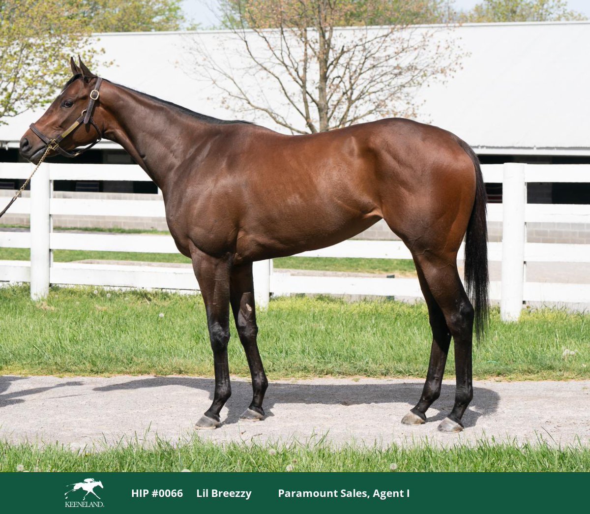 JT (@jt_thompson32) on Twitter photo Happy to have purchased “Lil Breezzy” ,
A 3yo filly by Tapiture . From the family of KY Oaks heroine “Summerly”
She will go into training with <a href="/tommymolloy/">Thomas Molloy</a> on the KY circuit -
Many thanks to <a href="/LegionBldstk/">Legion Bloodstock</a> and <a href="/ParamountSales_/">Paramount Sales</a> Happy to have purchased “Lil Breezzy” ,
A 3yo filly by Tapiture . From the family of KY Oaks heroine “Summerly”
She will go into training with <a href="/tommymolloy/">Thomas Molloy</a> on the KY circuit -
Many thanks to <a href="/LegionBldstk/">Legion Bloodstock</a> and <a href="/ParamountSales_/">Paramount Sales</a>