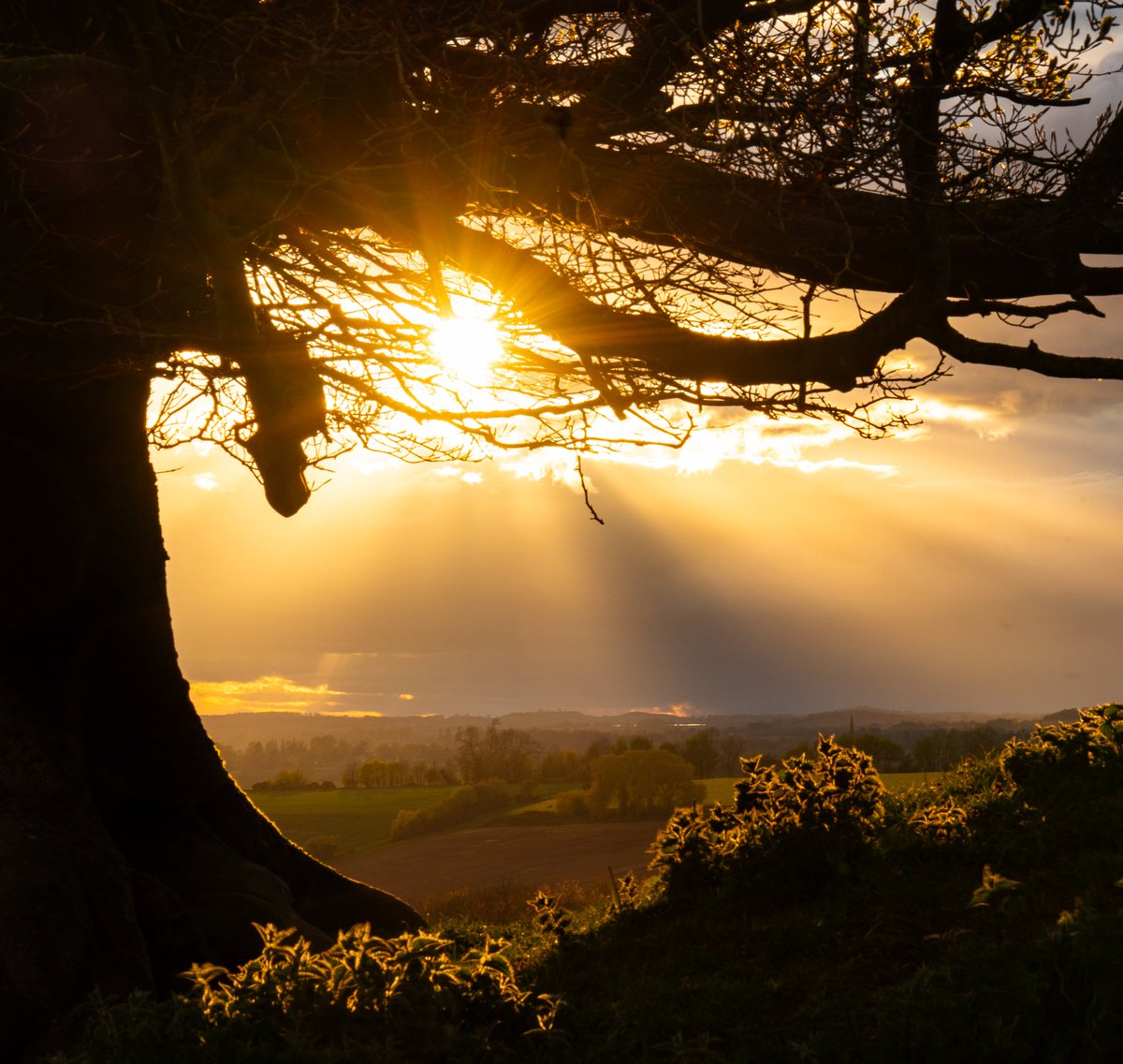 Sunset Beech