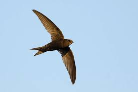 Angelina Jones (@amtjones1966) on Twitter photo They're back ! Praise be. I'm so happy to have just seen 8 overhead in Greys Road , Henley. Love those Swifts <a href="/RSPBScience/">RSPB Science</a> <a href="/_BTO/">BTO</a> <a href="/urbanbirder/">The Urban Birder - OFFICIAL</a> <a href="/ChrisGPackham/">Chris Packham</a> <a href="/DeborahMeaden/">Deborah Meaden 🇺🇦</a> <a href="/GreenerHenley/">GreenerHenley</a> <a href="/HenleyMermaids/">Henley Mermaids</a> <a href="/henleyherald/">henley herald</a> <a href="/HenleyPhotos/">Henley-on-Thames</a> <a href="/HenleyToads/">Henley Toad Patrol</a> They're back ! Praise be. I'm so happy to have just seen 8 overhead in Greys Road , Henley. Love those Swifts <a href="/RSPBScience/">RSPB Science</a> <a href="/_BTO/">BTO</a> <a href="/urbanbirder/">The Urban Birder - OFFICIAL</a> <a href="/ChrisGPackham/">Chris Packham</a> <a href="/DeborahMeaden/">Deborah Meaden 🇺🇦</a> <a href="/GreenerHenley/">GreenerHenley</a> <a href="/HenleyMermaids/">Henley Mermaids</a> <a href="/henleyherald/">henley herald</a> <a href="/HenleyPhotos/">Henley-on-Thames</a> <a href="/HenleyToads/">Henley Toad Patrol</a>