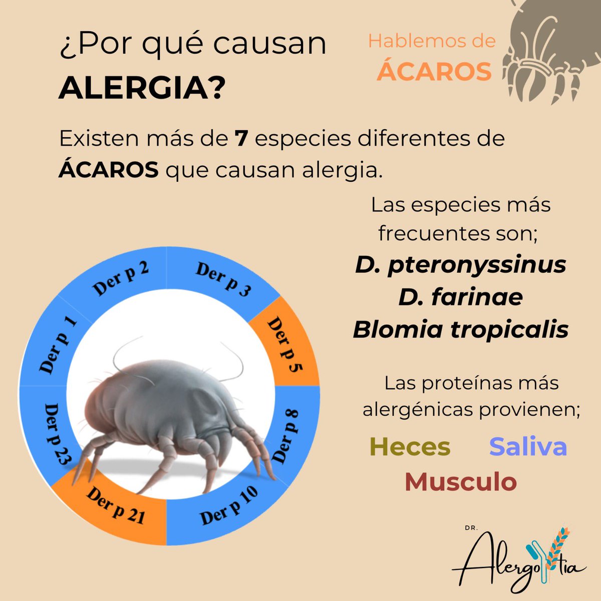 Lui5sG's tweet photo. ¿Sabías que los ácaros del polvo pueden vivir en tu almohada y causar síntomas respiratorios todos los días sin que los veas?
Como alergólogo, te explico de forma clara y científica de dónde vienen las moléculas más alergénicas de estos pequeños arácnidos. https://t.co/b2xKmtEwmV