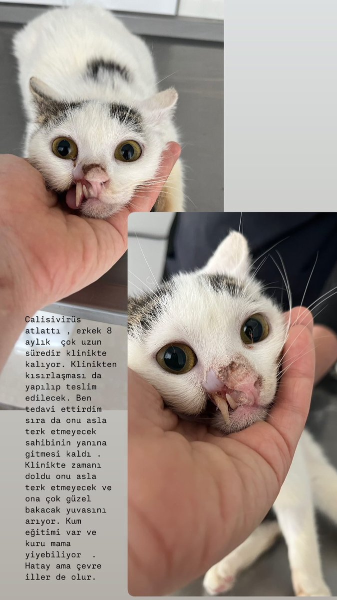 YUVA ARIYOR ! 
Antakya / HATAY 
Açıklamayı lütfen okuyunuz. 
@omer_art7 
<a href="/asasliig/">Aslı</a>