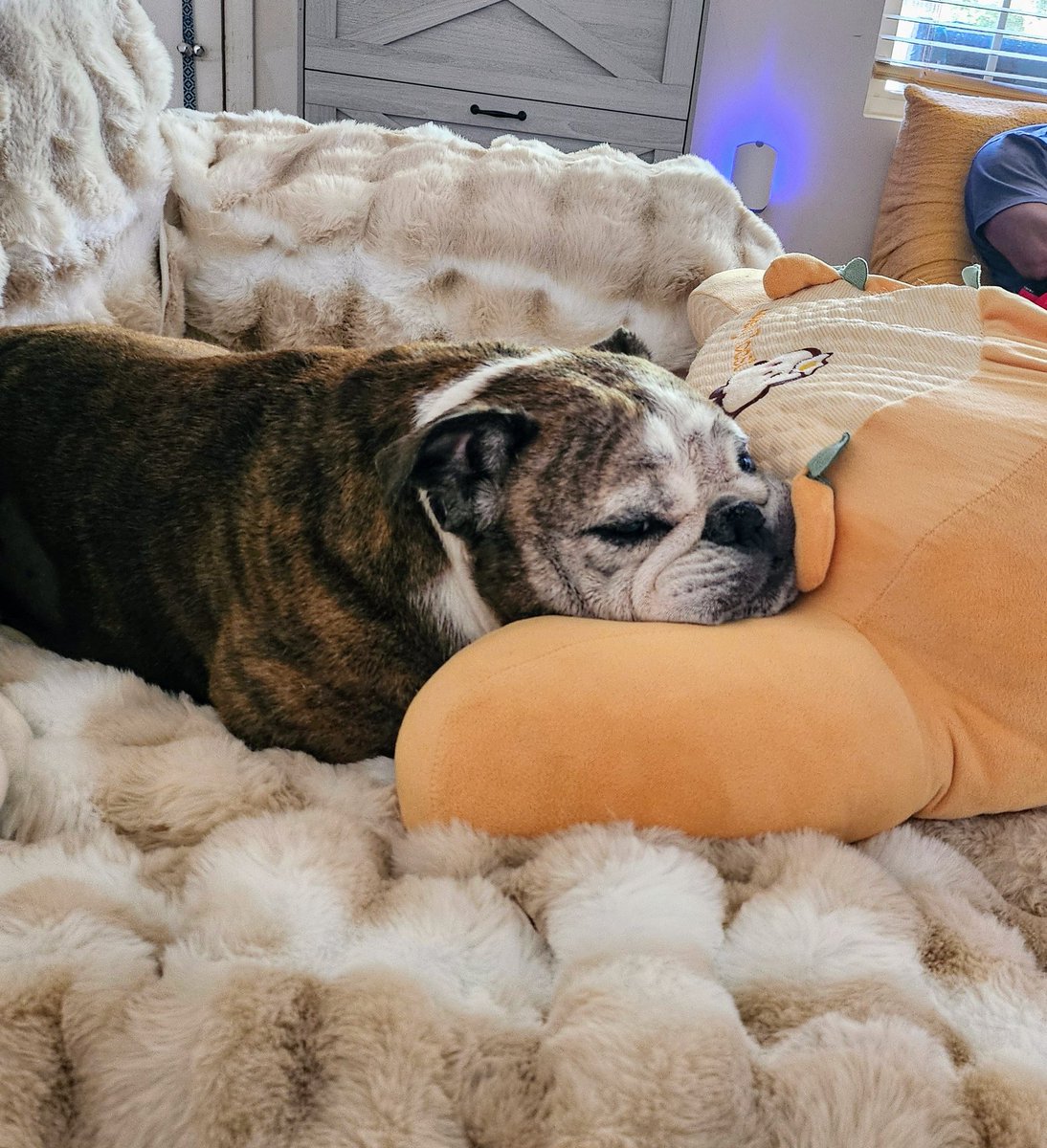 LenaMasami's tweet photo. Nice and clean (and exhausted), after a bath. 😅😴 #englishbulldog #bulldogs #dogs #pets #cute https://t.co/NYzzudbTrU