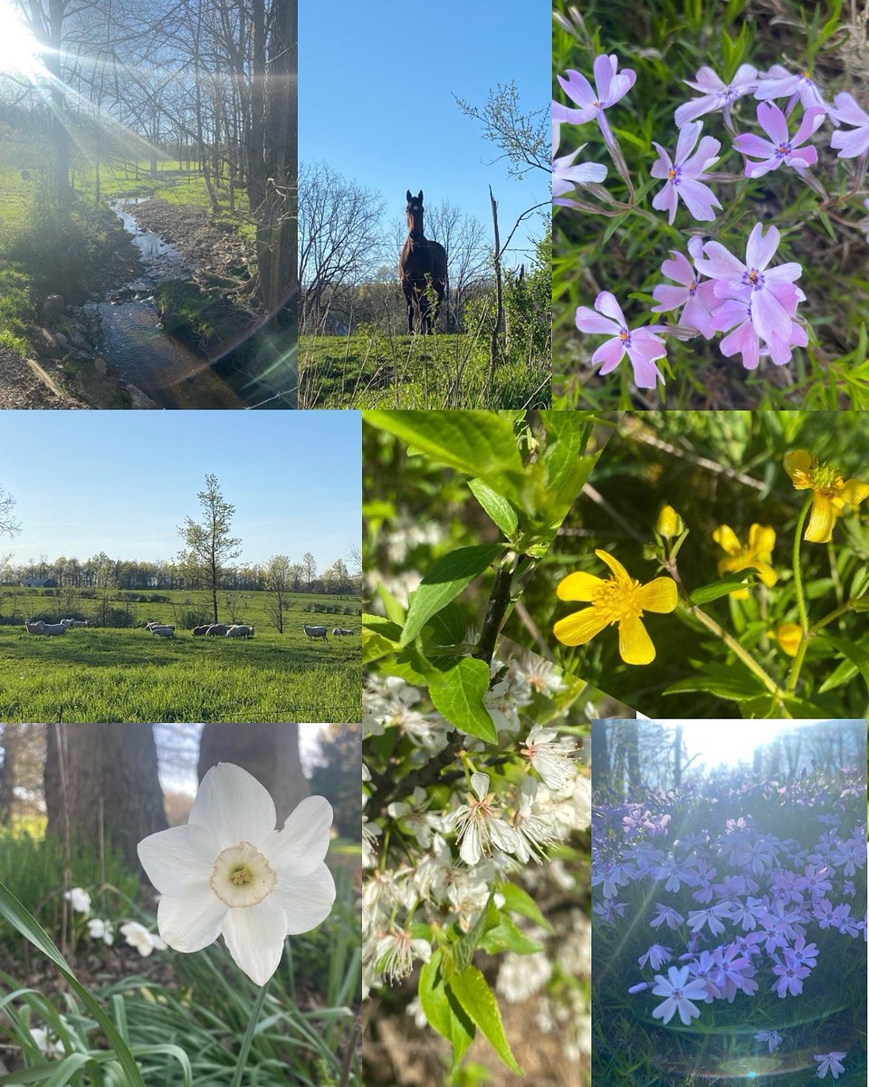 ErinAlMehairi's tweet image. It’s Monday, so that means #bookediting time for clients. Yesterday, was working in the yard &amp;amp; garden areas for hours + a 3 1/2 walk! Sunny day after a cold one Saturday! These are pics from the walk - so calming. Can’t wait to get out soon in a bit again!

 🫶🏼🌞🌷