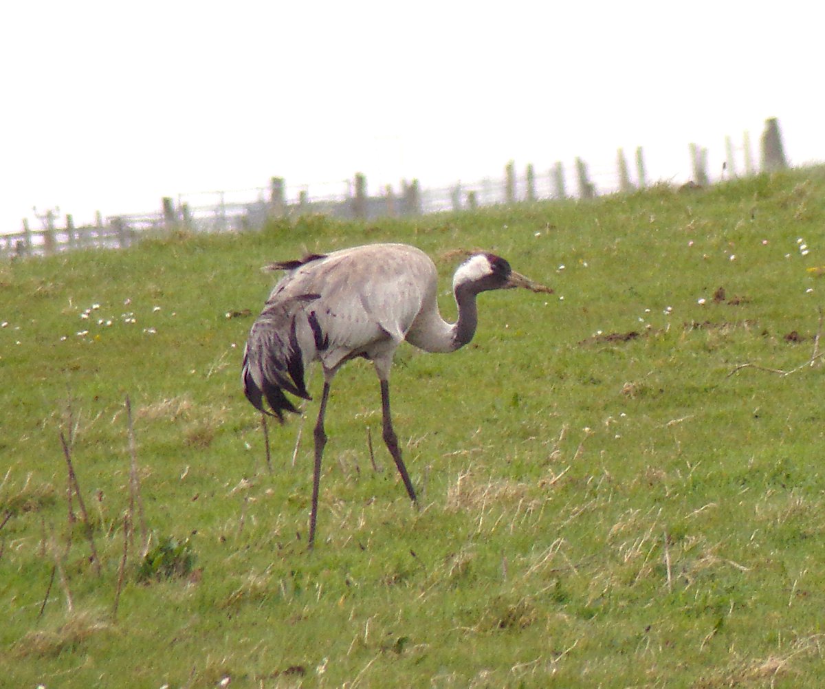 Parula (@tireebirder) on Twitter photo The Common Crane showed very nicely at Barrapol #Tiree this pm before flying on to my 3km patch at Loch a' Phuill - my first on Tiree in 24 years and my 300th species for Argyll! <a href="/PatchBirding/">Patchwork Challenge</a> <a href="/BirdGuides/">BirdGuides</a> The Common Crane showed very nicely at Barrapol #Tiree this pm before flying on to my 3km patch at Loch a' Phuill - my first on Tiree in 24 years and my 300th species for Argyll! <a href="/PatchBirding/">Patchwork Challenge</a> <a href="/BirdGuides/">BirdGuides</a>