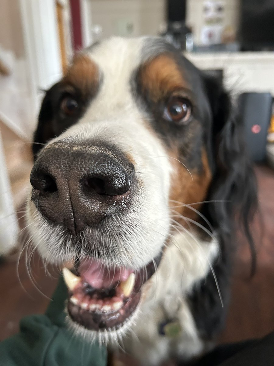CBuckmanPeterso's tweet photo. @bunsenbernerbmd Minister of Snacks! 🇨🇦 https://t.co/09gMSBN6xq