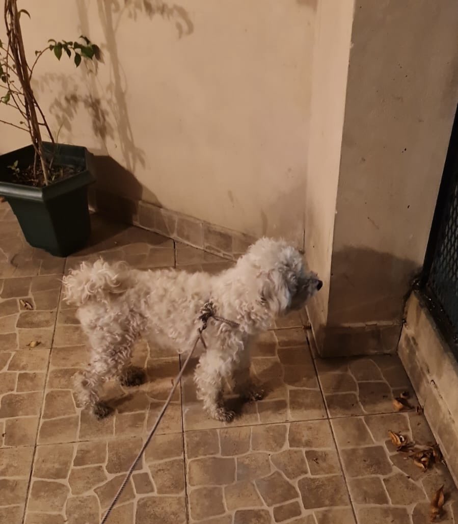 FandelDakar's tweet photo. Perrita encontrada en Flores a punto de ser atropellada por un colectivo. Familia numerosa no se la puede quedar en su dpto. Por favor RT a ver si encontramos a sus dueños. Llamar al 1157734121. Mil gracias @lagarzasosa_ si me ayudás con un RT https://t.co/b4WWf4z3vP