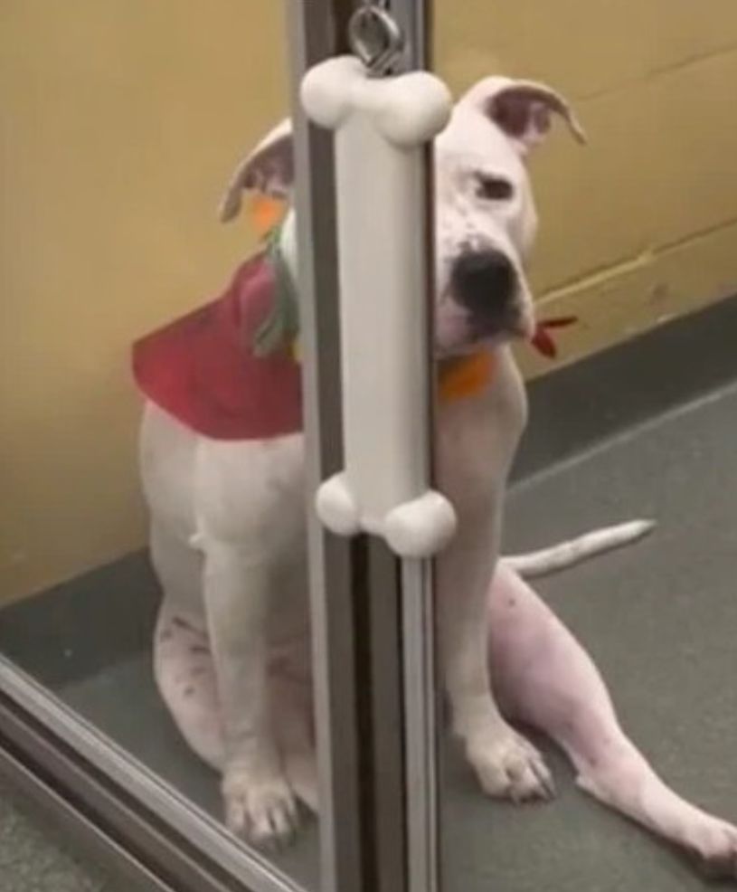 Dog Left Heartbroken After Family Surrenders Her To Shelter Because Of New Baby
