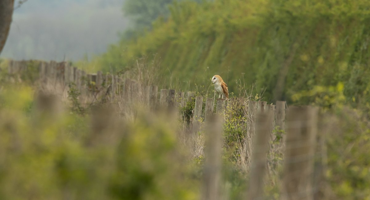 SDFBI survey for <a href="/SussexOrnitholo/">Sussex Ornithology</a> around Peppering Farm, Burpham at the weekend.