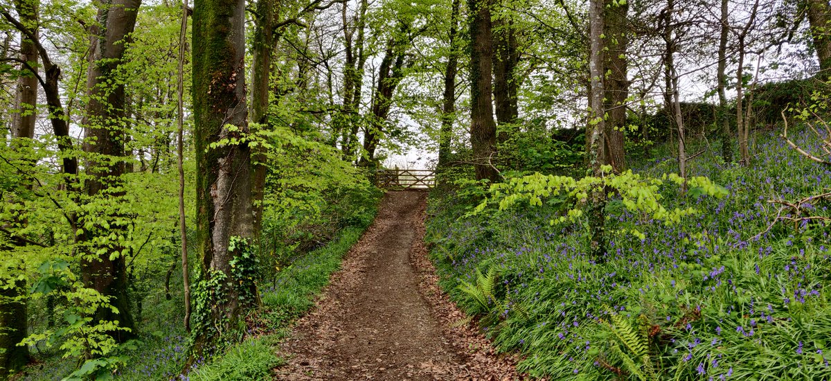 Fresh foliage &amp; bluebells at Cotehele. An abundance of bright colours. Spring has to be my favourite season.
