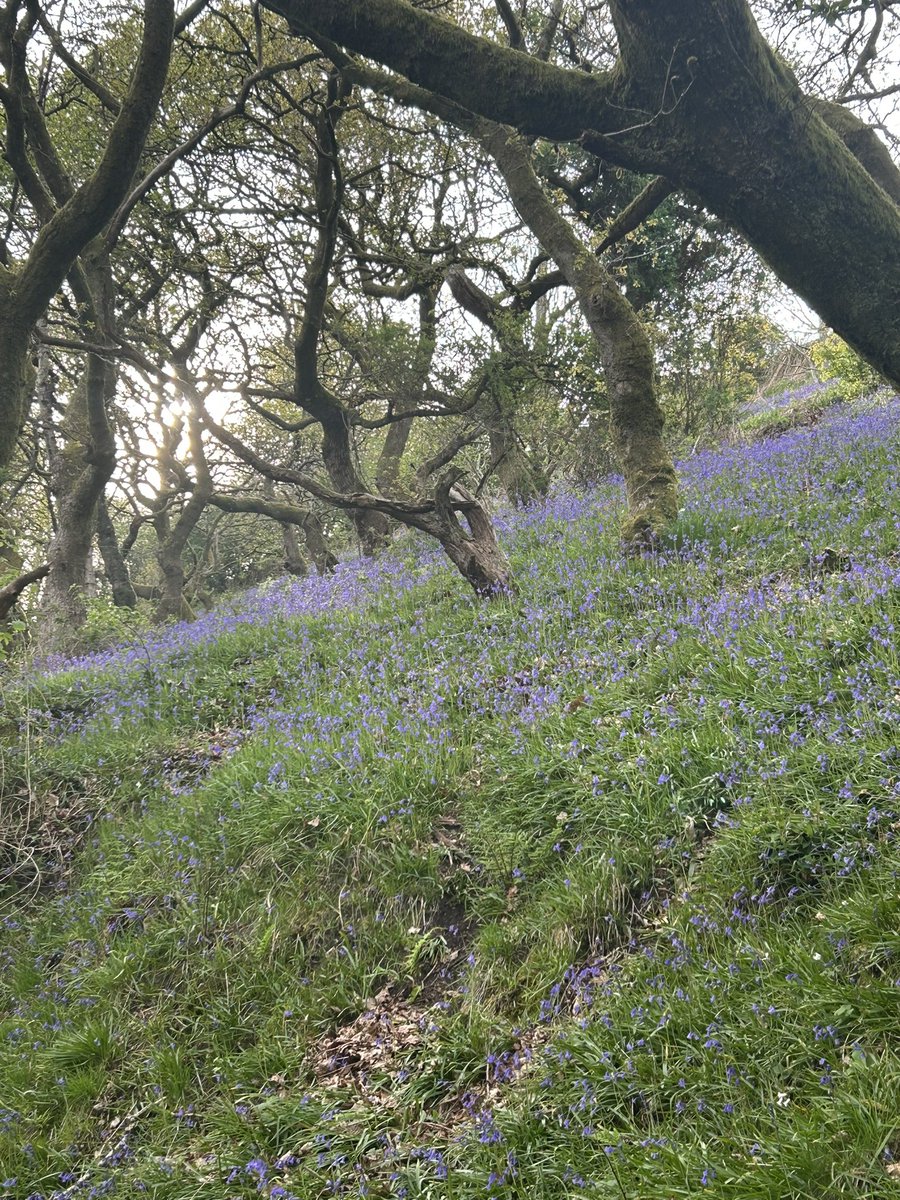 ShivieArgyle's tweet photo. The peace of quiet places is good for the soul
I was determined not to let another day go by without going for a walk
It was worth it ❤️
#nature #bluebells #windingpaths #hope https://t.co/79gFMVqkEH
