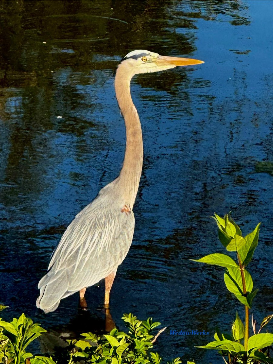 First Great Blue Heron sighting this Spring.
