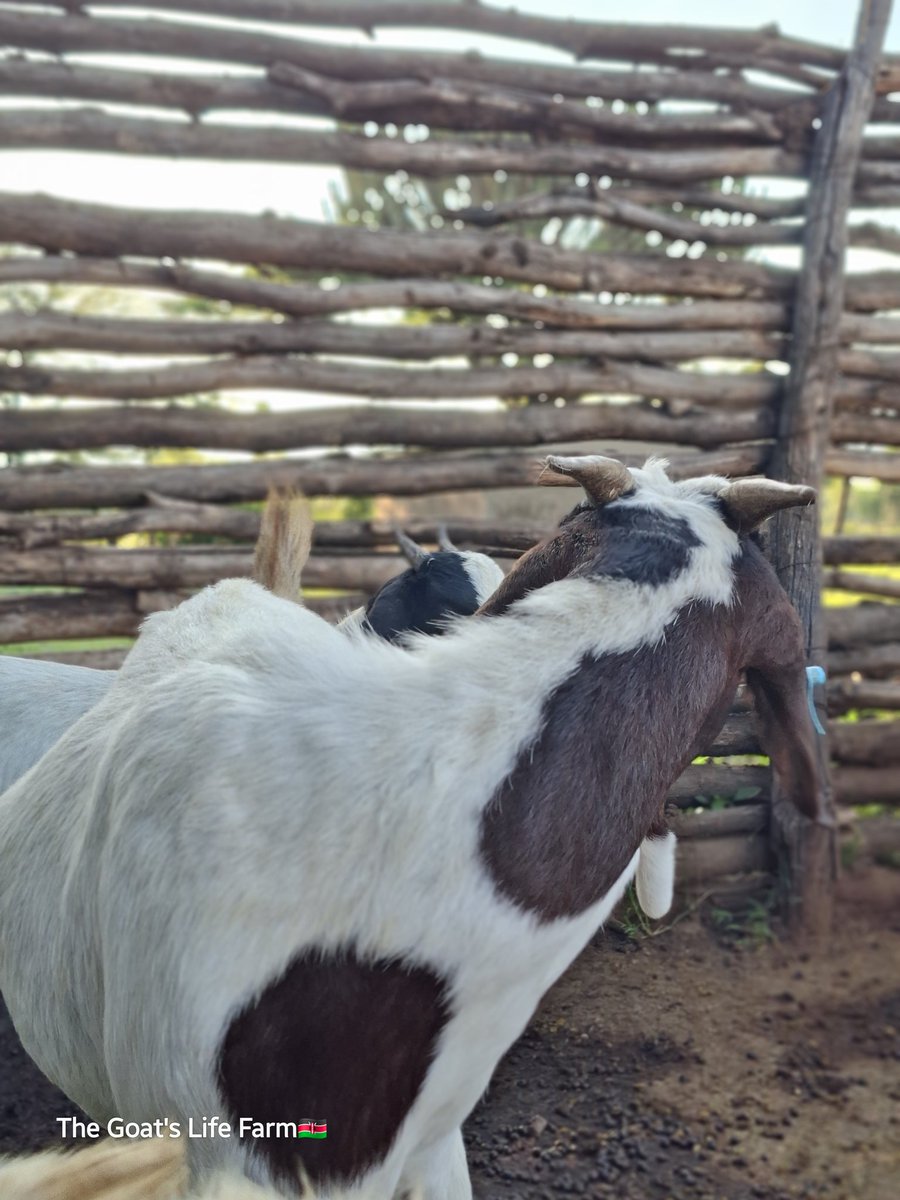 Gold_Medalst's tweet photo. This boy is ready for re-homing.
#farmers
#breedselection https://t.co/k7yTyUNYfY