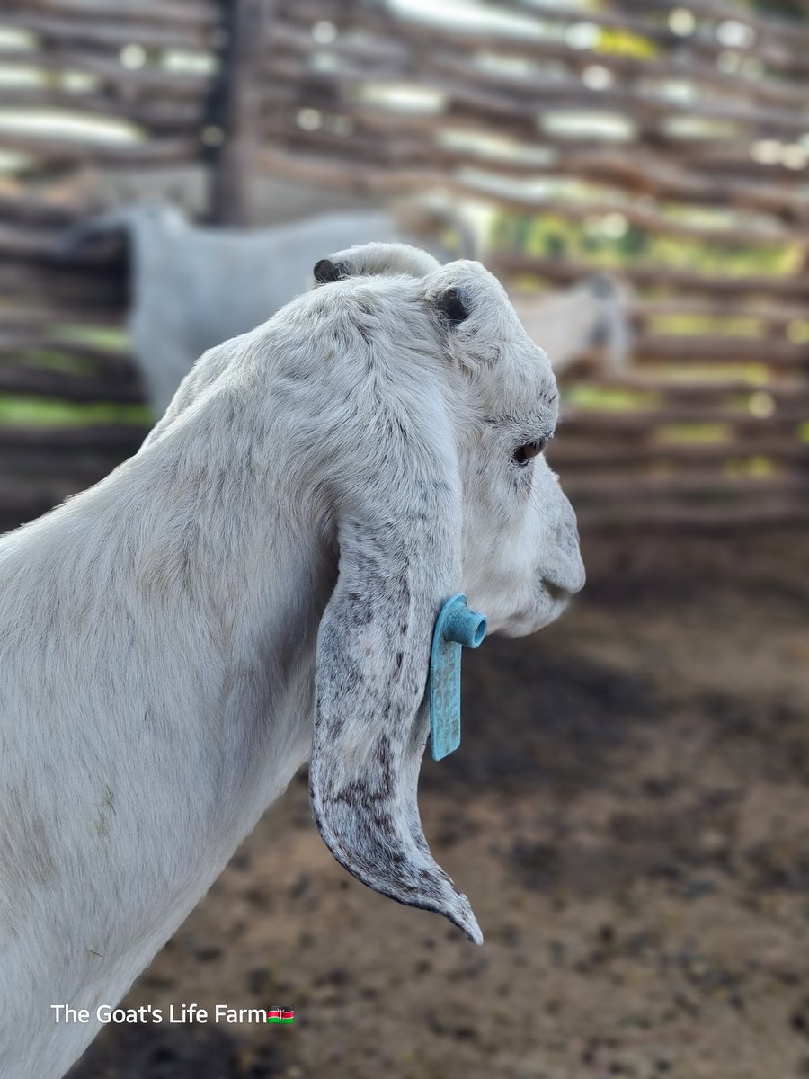 Gold_Medalst's tweet photo. This boy is ready for re-homing.
#farmers
#breedselection https://t.co/k7yTyUNYfY