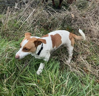 millypod1's tweet photo. 🆘28 APR 2025 #Lost MICHEAL #ScanMe
OLDER & TIMID Jack Russell Terrier Cross Male
#Thurston #Suffolk #IP31 https://t.co/kZTG8kUPtU https://t.co/efyrRy3uDb