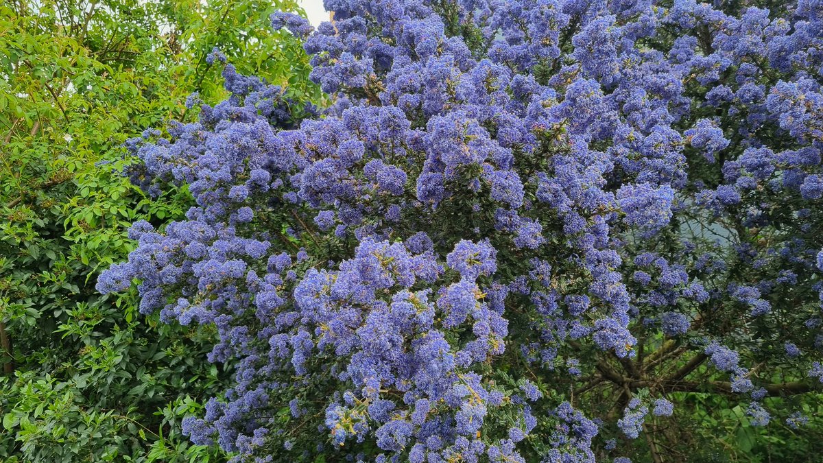 wolves_boy's tweet photo. @joannaofottawa Thanks for the name! I've been wondering what it's called. This one is in the alley off Trinity Close https://t.co/sZhbvTU8zG