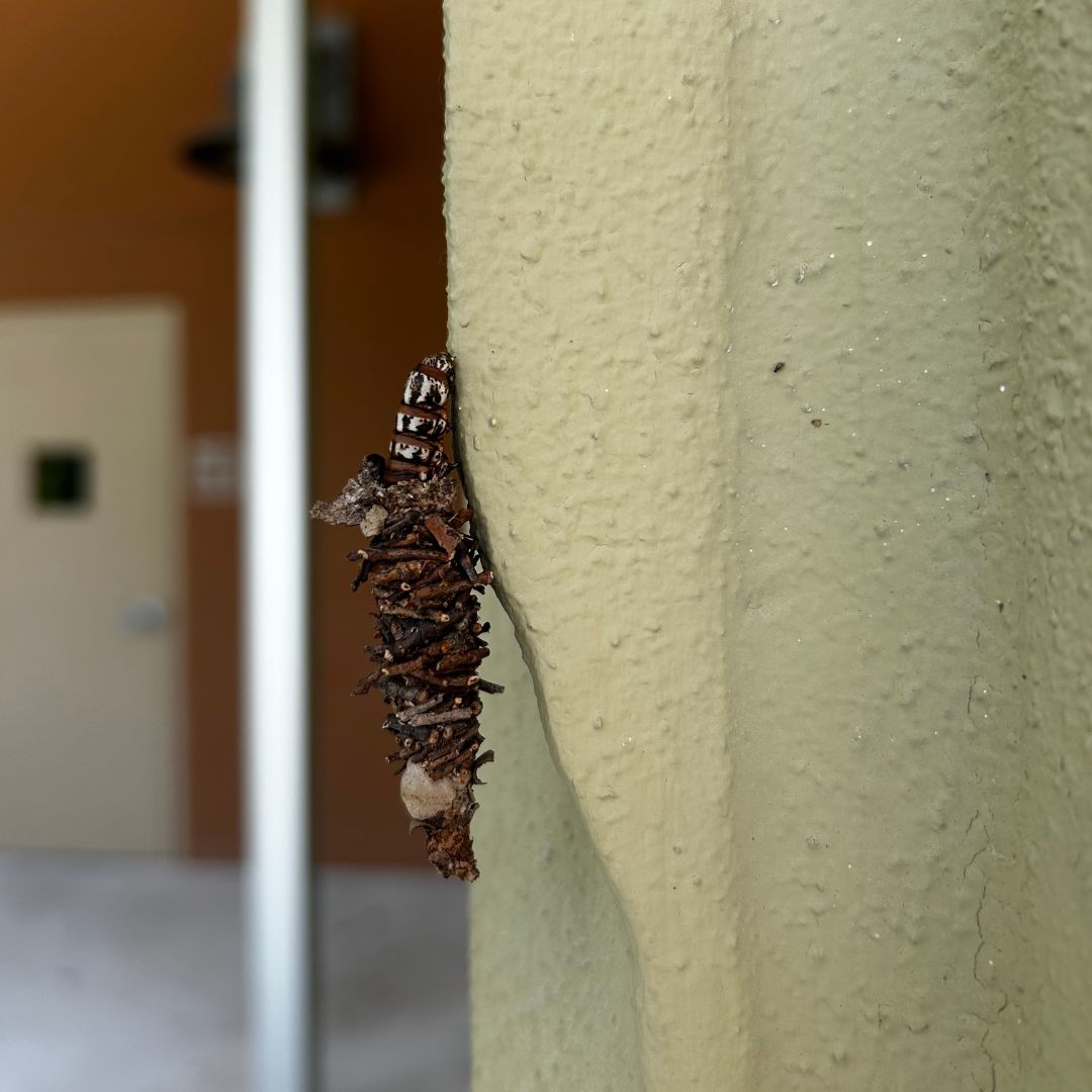 Calling all of Pine Jog's nature detectives! 👀
Look closely at our orange trail or even around our buildings, and you may spot the incredible Abbot Bagworm Moth. Their silk homes are attached to trees, plants, and even our walls! Keep your eyes peeled and share your discoveries!