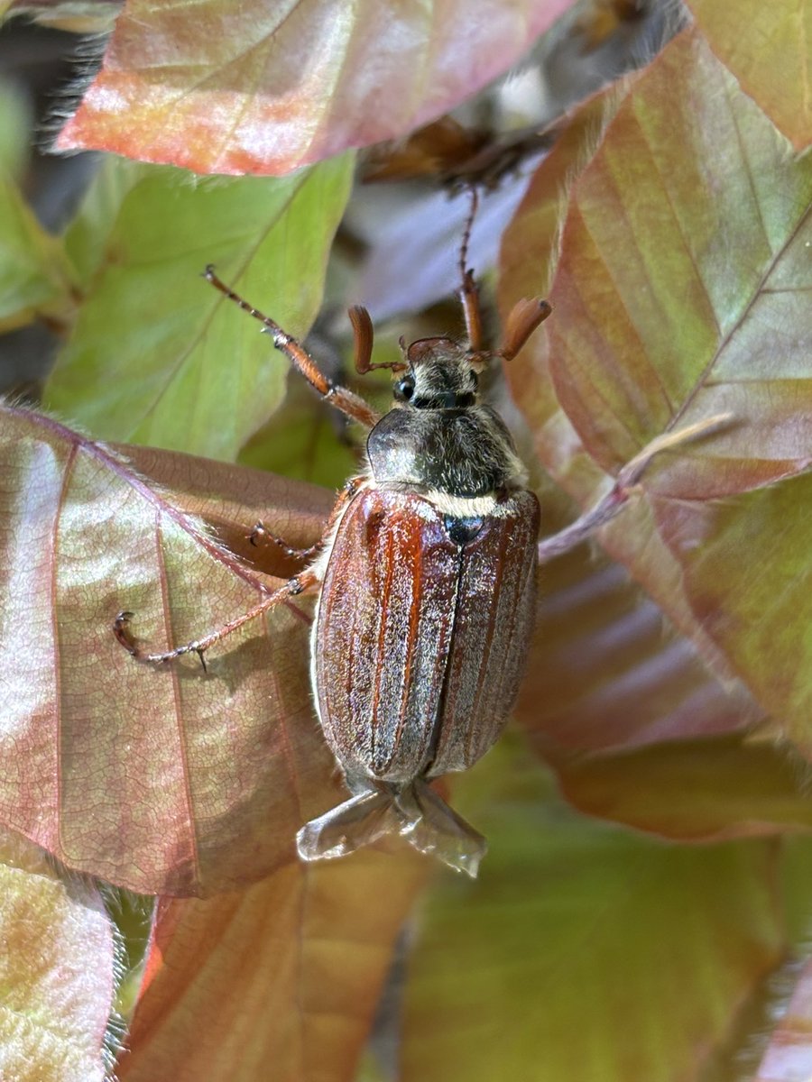 A_dAnvers's tweet photo. weer eentje van de stoep naar een haag gebracht.
#meikever
#cockchafer https://t.co/2ZXbrdyB83