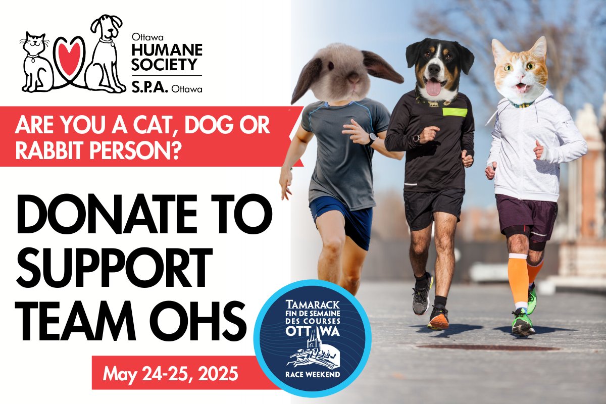 Team OHS wants to answer the age-old question, are you a cat, dog or rabbit person? 

Vote by donating to the team of your choice for the Tamarack Ottawa Race Weekend!

Vote dogs: ow.ly/99Cz50VJ8Il 
Vote cats: ow.ly/QxYh50VJ8Iq 
Vote rabbits: ow.ly/4LT750VJ8Io