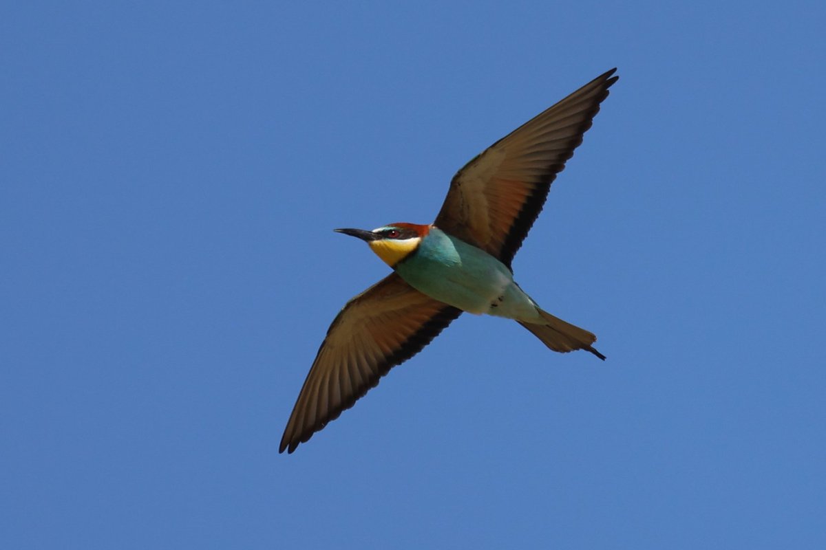 jamiesample99's tweet image. So glad the Lesser Moorhen decided to hang around till our holiday in Cyprus, a great supporting cast today at Agia Vavara of c50 Bee Eaters, White Stork, Spotted and Little Crake, Squacco Heron, Roller and Golden Oriole!! @bazsample7 @birdsaroundcy  #Cyprusbirds