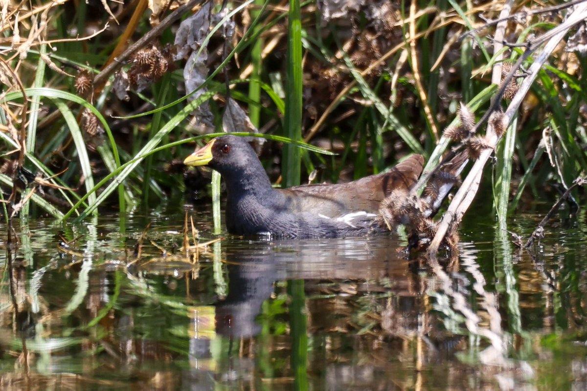 jamiesample99's tweet image. So glad the Lesser Moorhen decided to hang around till our holiday in Cyprus, a great supporting cast today at Agia Vavara of c50 Bee Eaters, White Stork, Spotted and Little Crake, Squacco Heron, Roller and Golden Oriole!! @bazsample7 @birdsaroundcy  #Cyprusbirds