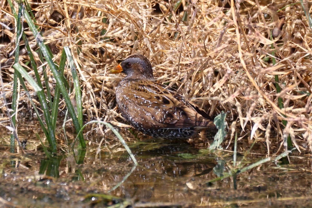 Jamie Sample (@jamiesample99) on Twitter photo So glad the Lesser Moorhen decided to hang around till our holiday in Cyprus, a great supporting cast today at Agia Vavara of c50 Bee Eaters, White Stork, Spotted and Little Crake, Squacco Heron, Roller and Golden Oriole!! <a href="/bazsample7/">barry sample</a> <a href="/birdsaroundcy/">BirdsAroundCyprus</a> #Cyprusbirds So glad the Lesser Moorhen decided to hang around till our holiday in Cyprus, a great supporting cast today at Agia Vavara of c50 Bee Eaters, White Stork, Spotted and Little Crake, Squacco Heron, Roller and Golden Oriole!! <a href="/bazsample7/">barry sample</a> <a href="/birdsaroundcy/">BirdsAroundCyprus</a> #Cyprusbirds