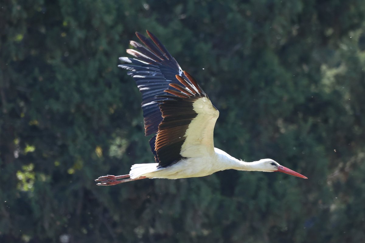 jamiesample99's tweet image. So glad the Lesser Moorhen decided to hang around till our holiday in Cyprus, a great supporting cast today at Agia Vavara of c50 Bee Eaters, White Stork, Spotted and Little Crake, Squacco Heron, Roller and Golden Oriole!! @bazsample7 @birdsaroundcy  #Cyprusbirds