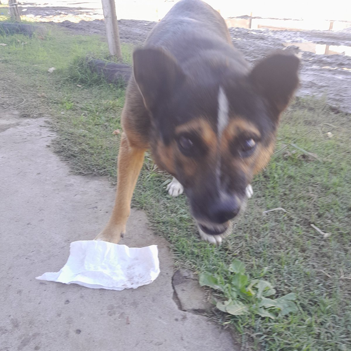 Perrito Callejero, recibió nexgard spectra y spray frontline. Vive en democracia y demaria, Merlo. Por la noche lo resguardan en el kiosco. 
Gracias!
Yesicazamudio0.uala 
Para seguir colaborando con los abandonados del barrio ❤️