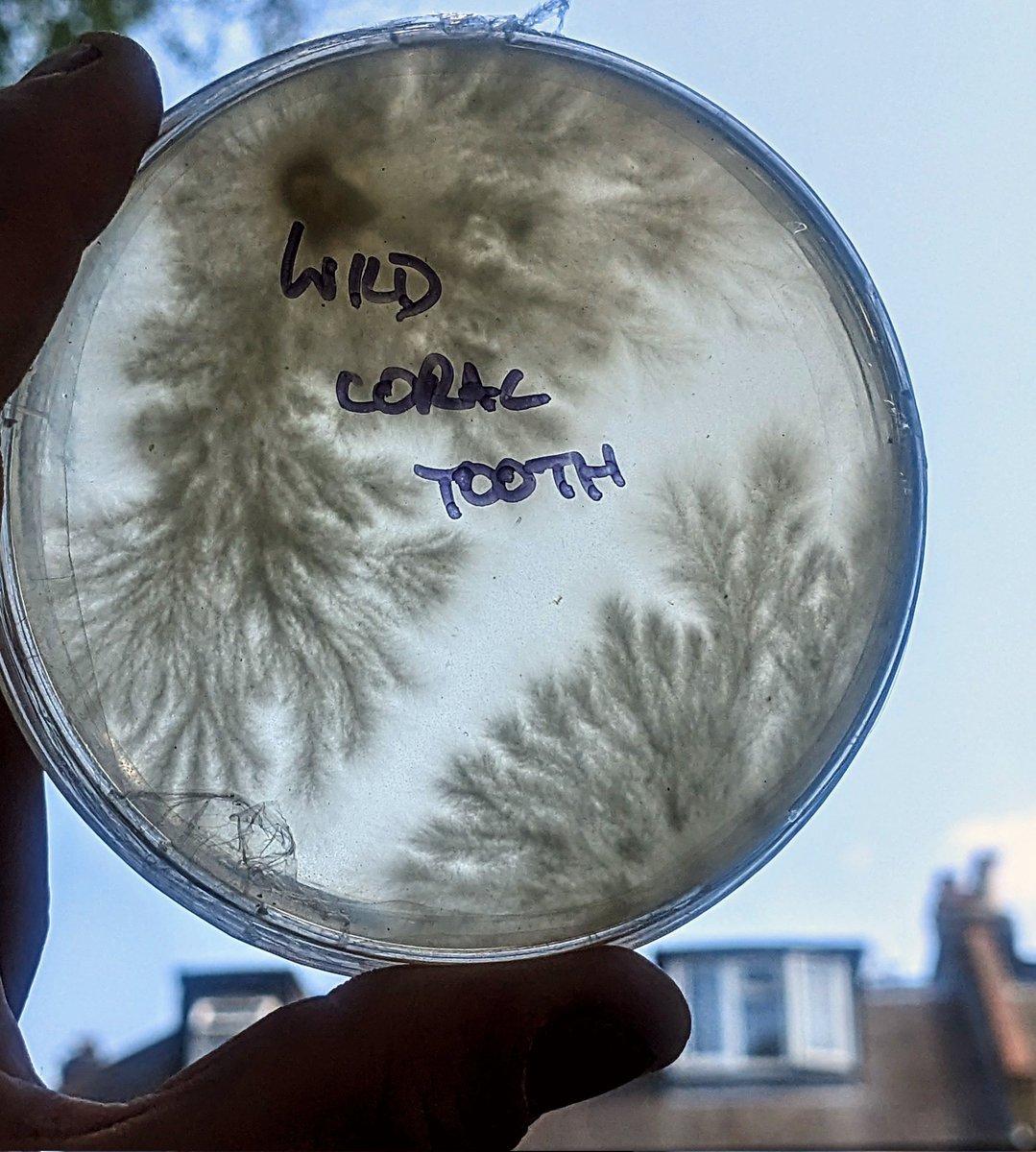 Happy #MushroomMonday