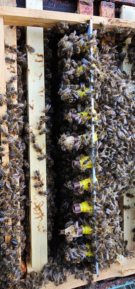 New Queens...  not bad 50% grafting success.  Back in the hive for a few more days for the ladies to finish building the cells.