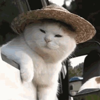 ♡ᗢLescat𑄝♡ tweet media