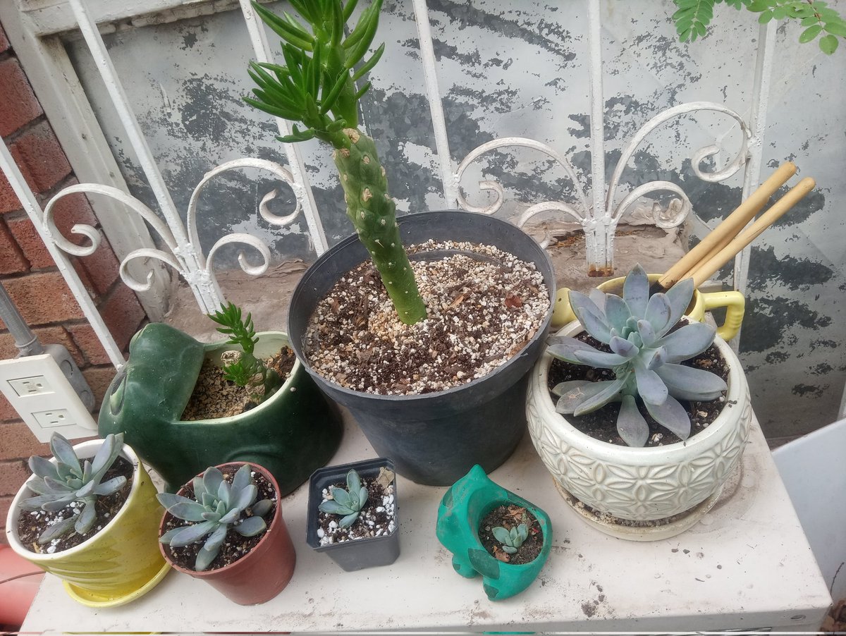 Sofi_chan's tweet photo. Crece la familia de plantas 💚 https://t.co/9PsrKcbU4u