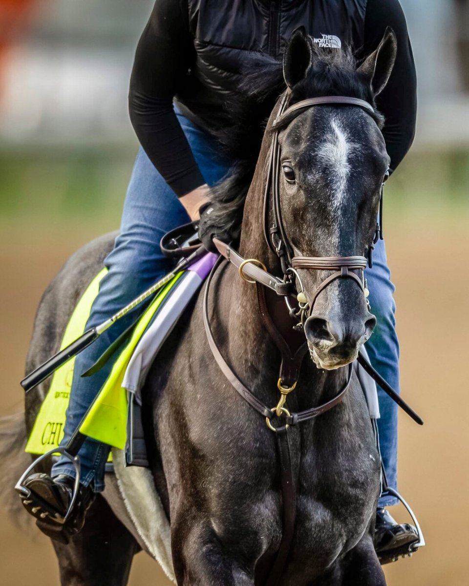 It's been 20 years since a grey horse wore the garland of roses...

Chunk of Gold, Final Gambit and Sandman all have their eyes on the prize 🏆