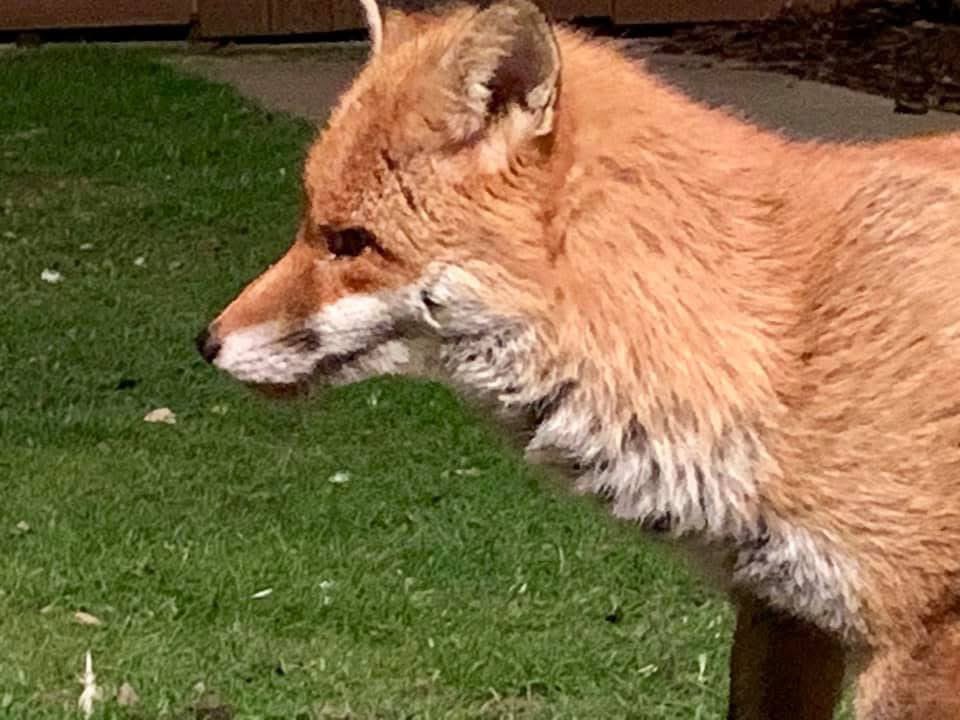 TheHoodedClaw66's tweet photo. #Limpy #Fox https://t.co/6GQ4PnPSC3