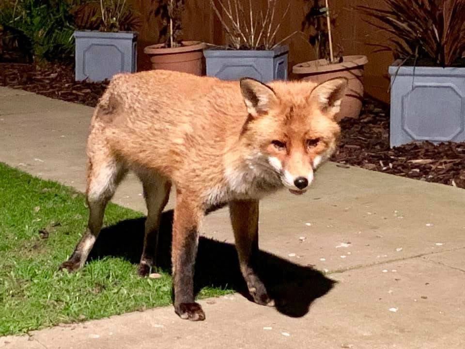 TheHoodedClaw66's tweet photo. #Limpy #Fox https://t.co/6GQ4PnPSC3