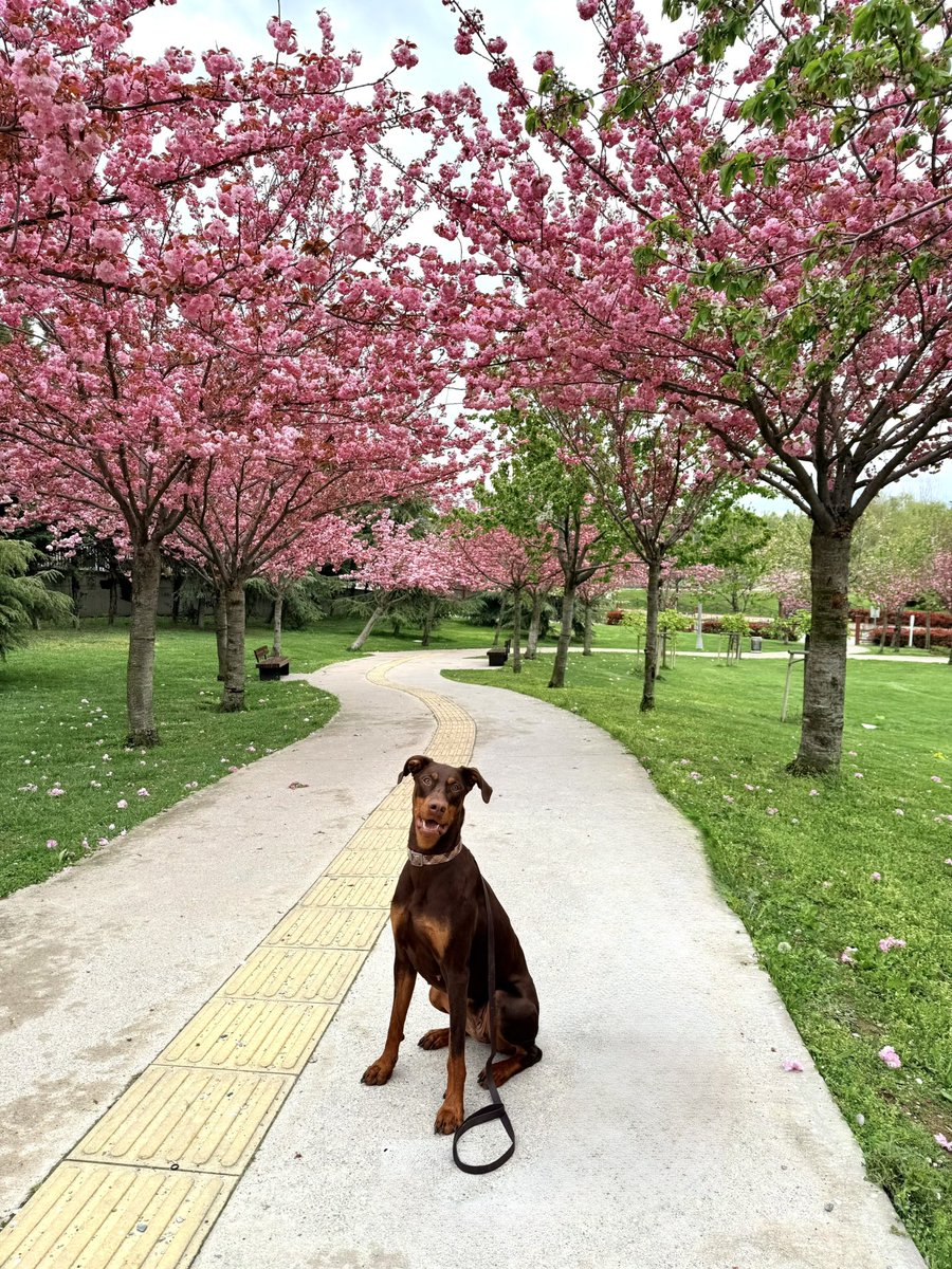 ecevonaz's tweet photo. Dobby çok sakin, uyumlu ve eğitime inanılmaz açık bir köpek bu arada. köpek bakmayı hayal eden herkesin hayallerini süsleyen köpek hatta… evde sessizce yanınızda yatıyor, dışarıda yürüyüp top oynamak da yetiyor. attığınız topu getirip ayağınızın ucuna bırakıyor, daha ne olsun?

ama insanlarda da bahane bitmiyor... kendine güvenmeyen bile sırf onun gibi bir köpekle yaşamayı tatmak için alıp sonra geri veriyor. 

bu yüzden artık ayrılık kaygısı var… onu terk etmeyeceğinizin güvenini ona vermeniz ve evde tek kalabilecek özgüveni ona kazandırmanız gerekiyor. 

bir köpekle bağ kurmak için birbirinize bu güveni aşılamaktan daha güzel bir şey olabilir mi zaten? biraz emek vererek inanılmaz bir bağ kuracaksınız ve dünyanın en harika köpeği sizin hayat arkadaşınız olacak. bence mükemmel 🌸

Dobby 1.5 yaşında, kısır bir kız ve İstanbul’da yuva arıyor. Eğer onun son yuvası, ömürlük ailesi olabileceğinizi düşünüyorsanız ve en önemlisi bunun için emek sarf edecebilecekseniz bana yazabilirsiniz.