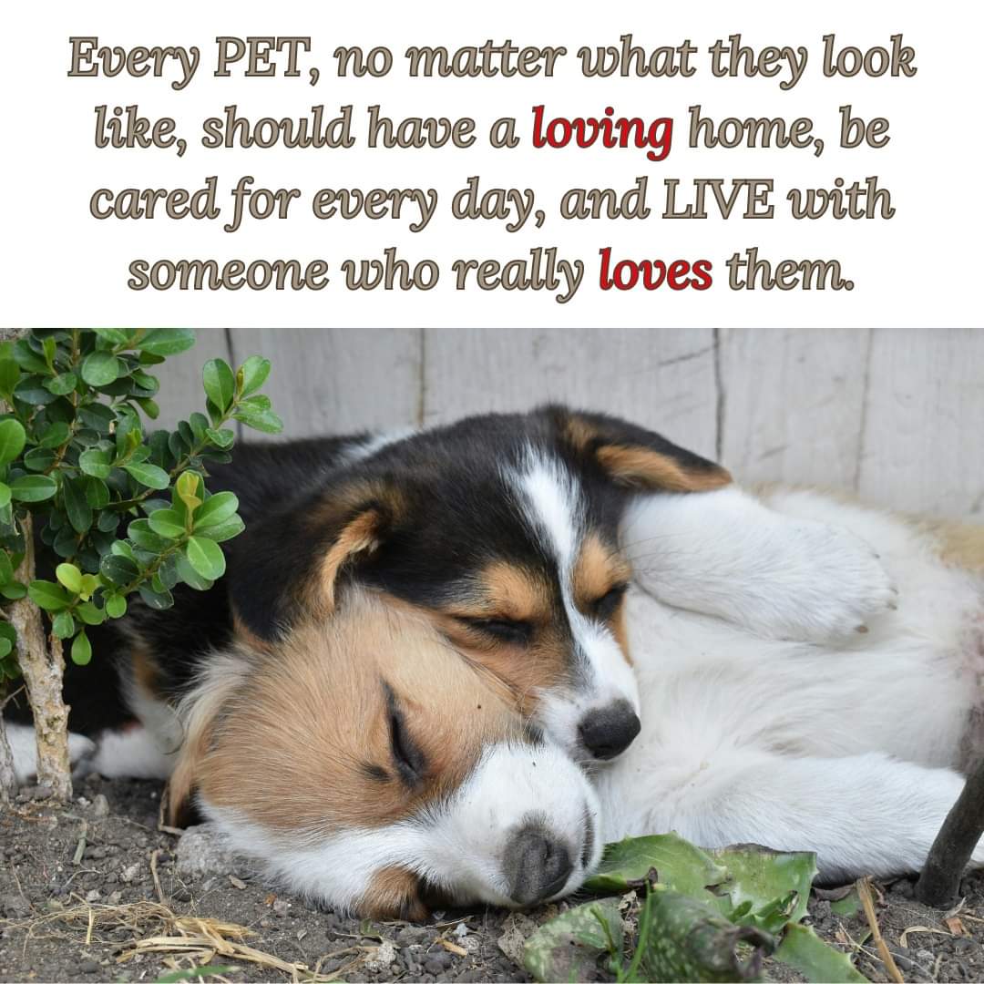 dr_alexpolak's tweet image. 