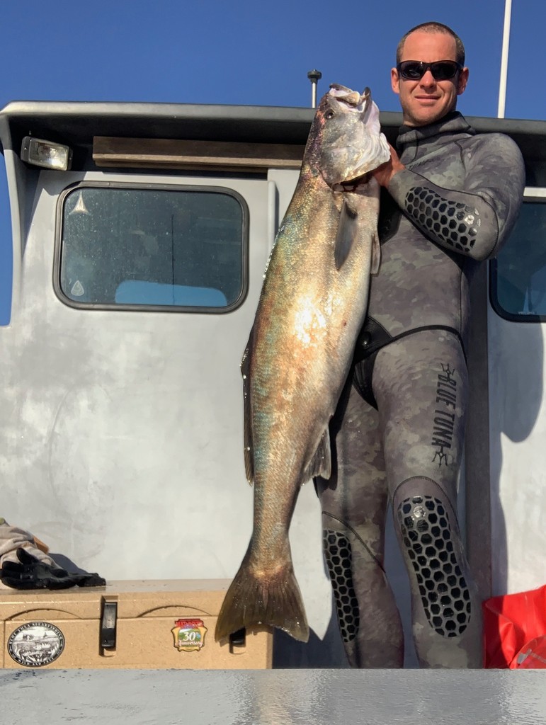 Blue_Tuna's tweet photo. "I'm still buzzing on the 125 inverted roller, such an easy gun to swim with and manuever and so accurate. Thanks for all the great gear!!" @ceej_mode

https://t.co/YD7ajjnn3M phone 805-826-DIVE #spearwhiteseabass #wsb #whiteseabass #freediving #spearfishing #bluetunaspearfishing https://t.co/h4zPEuEoYm